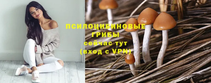 Псилоцибиновые грибы Psilocybine cubensis  Кириши 